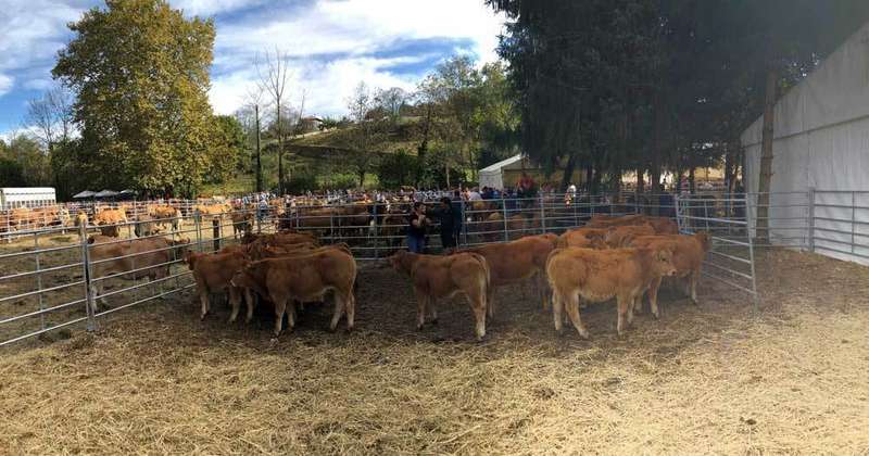 feria-santa-teresa-panoramica-vacas